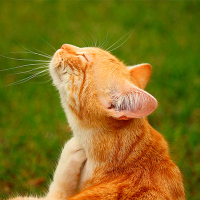 Protectia pisicilor impotriva parazitilor